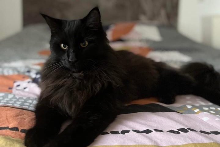 Disappearance alert Cat miscegenation  Male , 3 years Saubion France