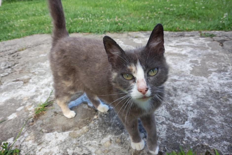 Alerte Découverte Chat Femelle , 2 ans Poyanne France