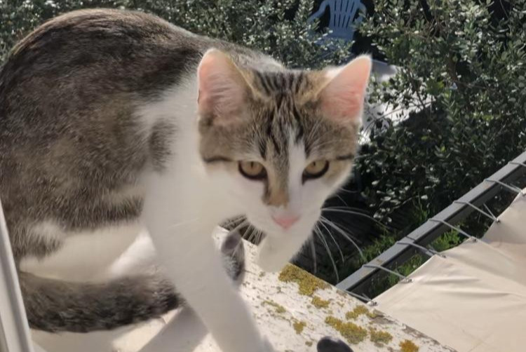 Alerte Disparition Chat croisement  Mâle , 0 ans Tarnos France