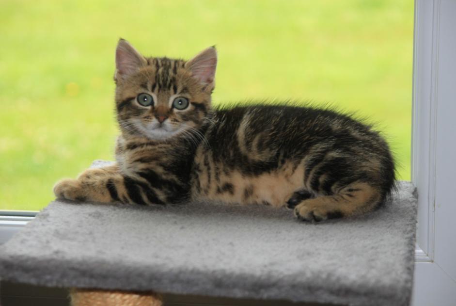 Alerta desaparecimento Gato  Fêmea , 0 anos Narrosse France